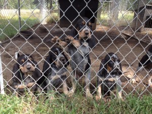 Puppies2-6-16-16